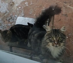 Басик