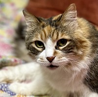 Корнелия