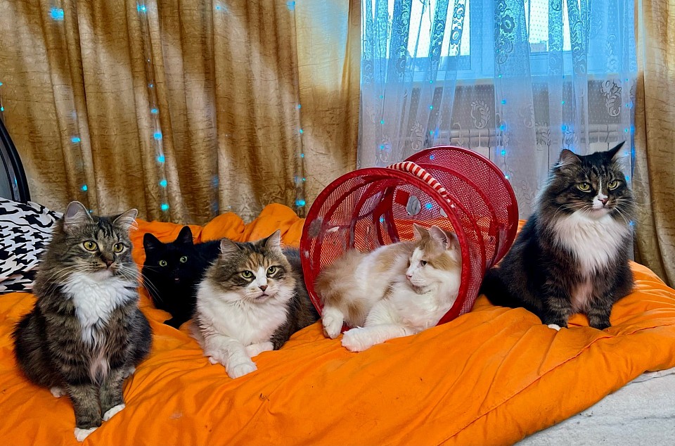 Проект KotikBosikMeow
